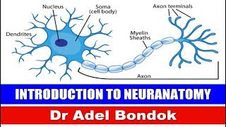 Introduction to Neuroanatomy Ventricular System and CSF Dr Adel Bondok [upl. by Jump36]